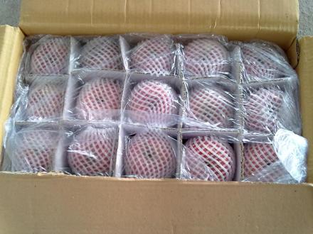 陝西紅富士蘋果價格/2014紅富士蘋果價