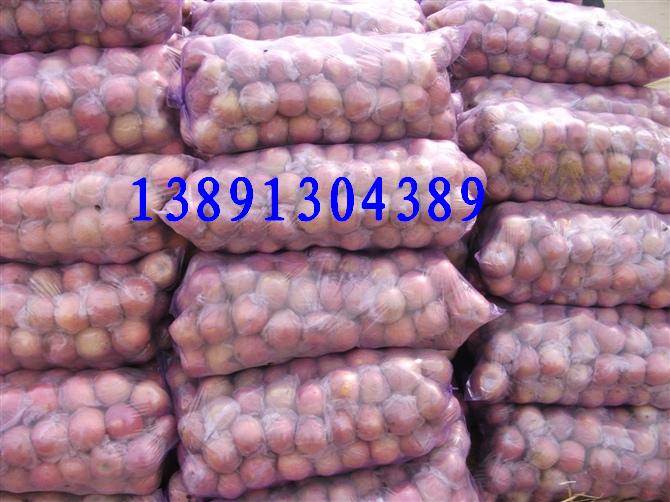 gongyingshanxihongfushipingguojixiaoshanxilengkuhongfushipingguo