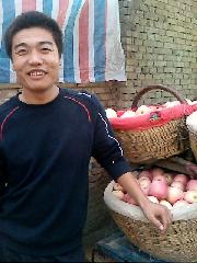 204年紅富士蘋果價格/陝西冷庫紅富士蘋